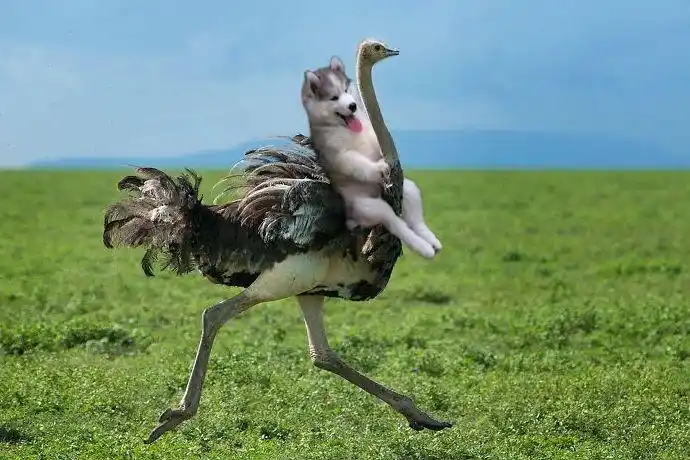 搞笑幽默二哈图片:哈士奇变成啥都骑