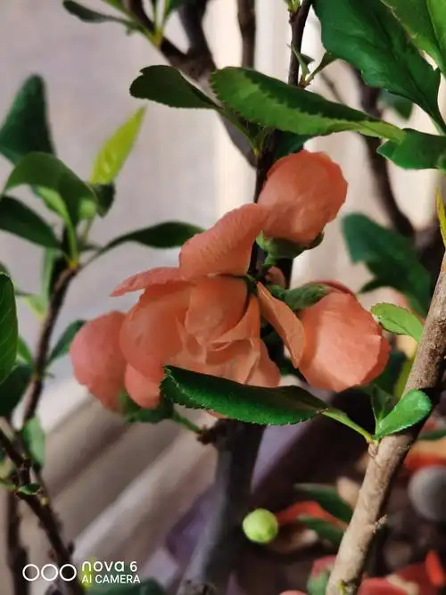 世界一海棠花粉红色,单瓣,花朵4.