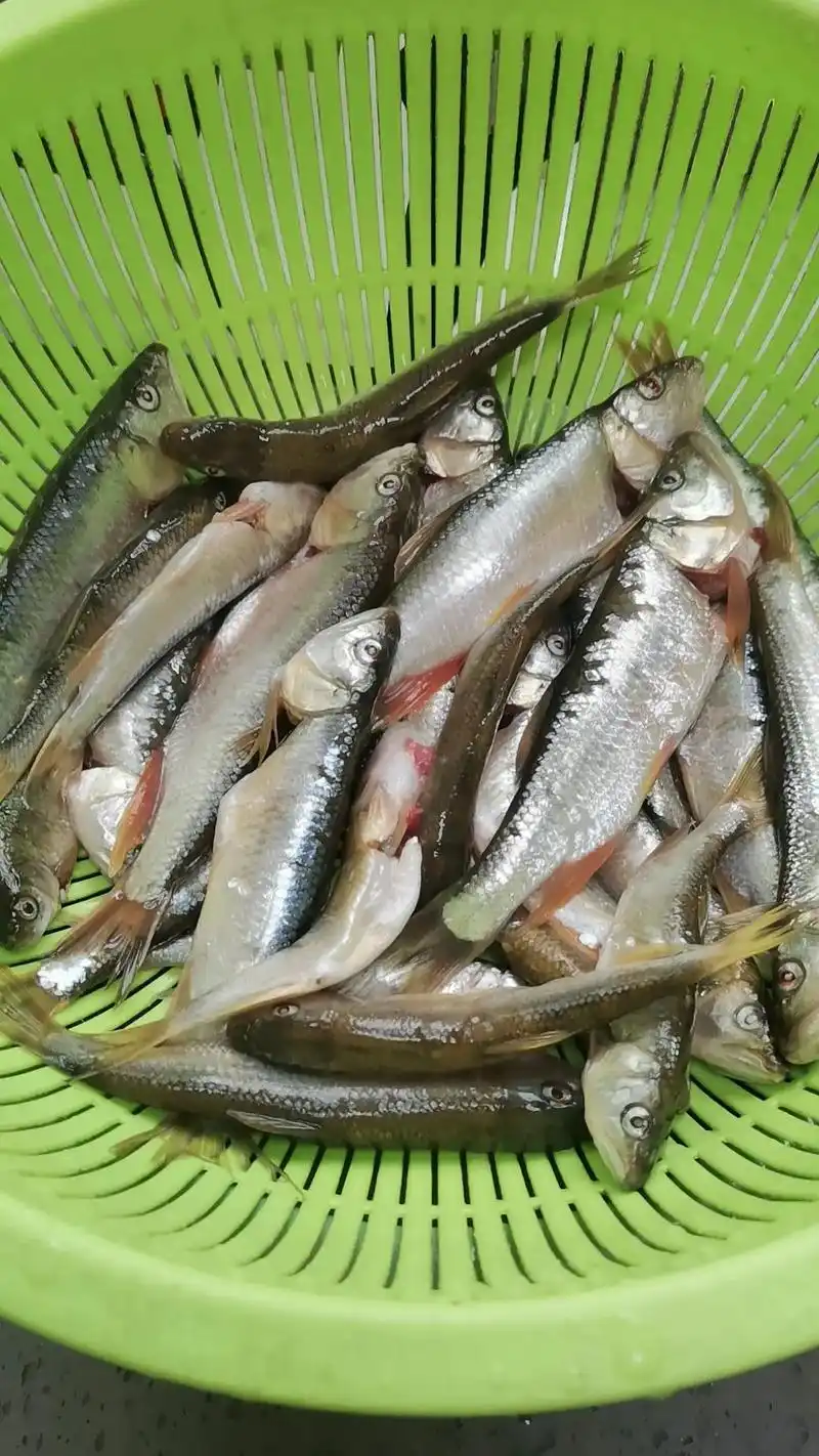 原生态河里野生的小鱼 - 抖音