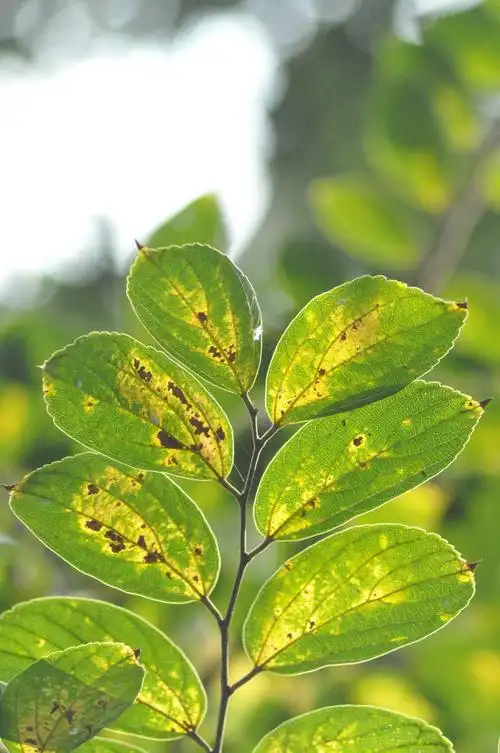 朴树叶透明色也要开始了