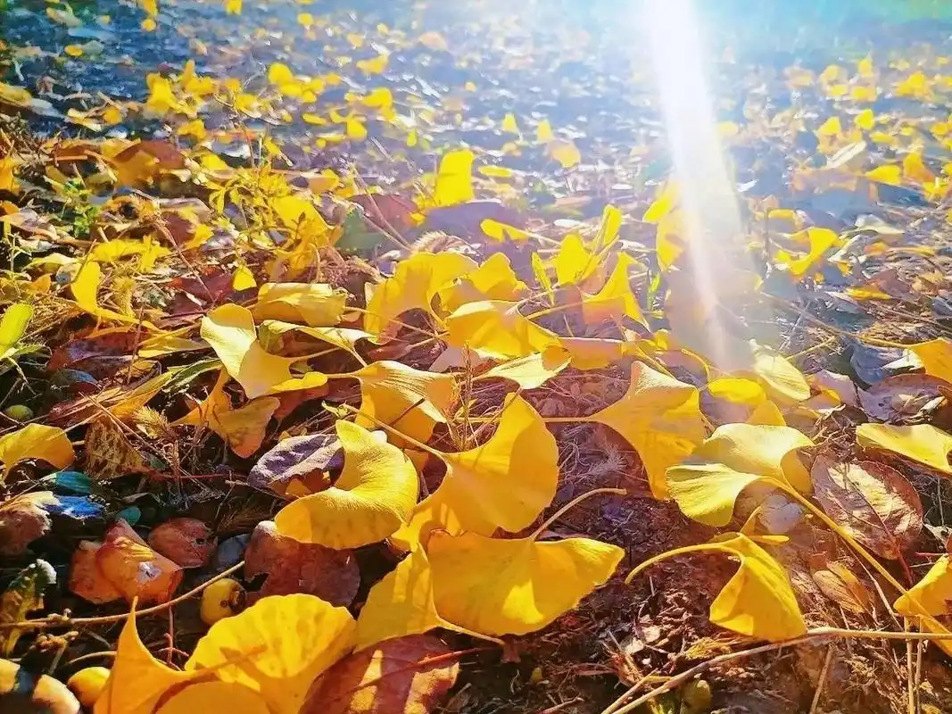 唯美图片视频 | 秋天唯美银杏 静享时光,慢品生活,用一种温和的态度