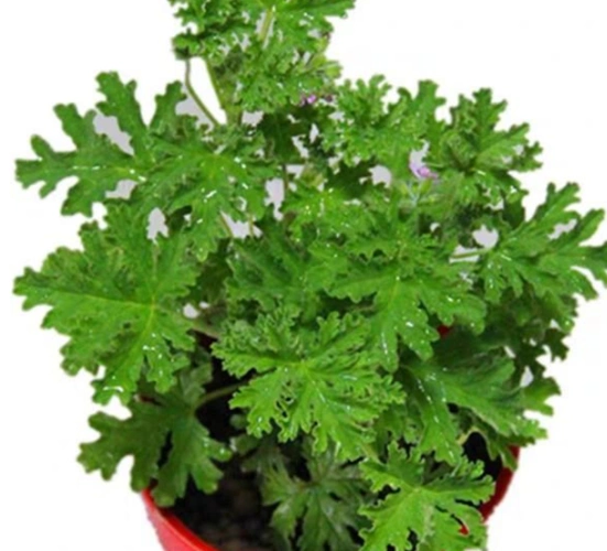 夏天到了,这五种花草能驱蚊,还漂亮芬香呢_家居装修 - 妈妈网