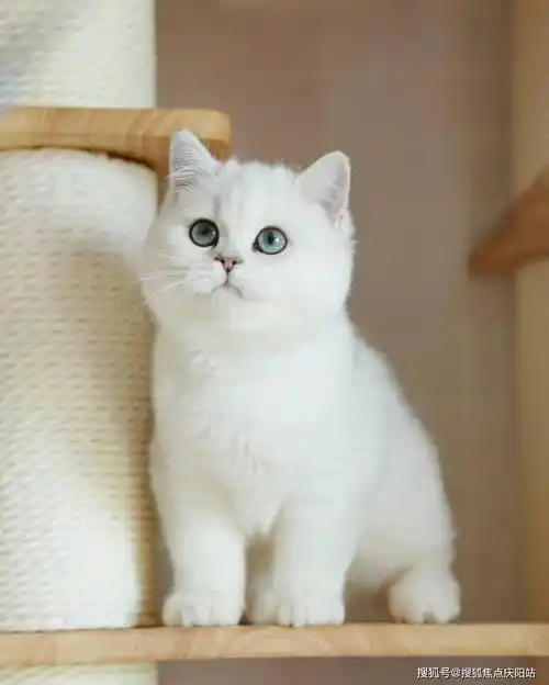 合肥买银渐层猫首页网站(合肥蜀山区)哪里可以买到银渐层猫(合肥蜀山