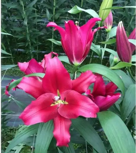 百合花种球_经典香水百合花种球红色系列 对版一代 绿植花卉室内秋季