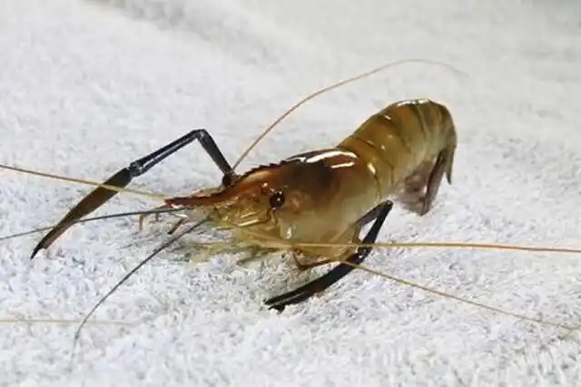 虾画的风水作用(写意画虾图片)