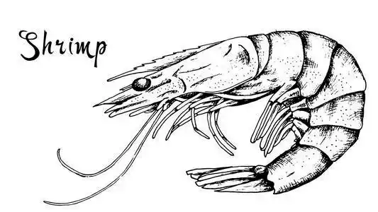 虾素描图片