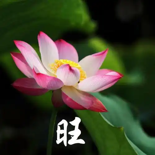 qq头像动漫女生漂亮_头像图片_扣扣乐园