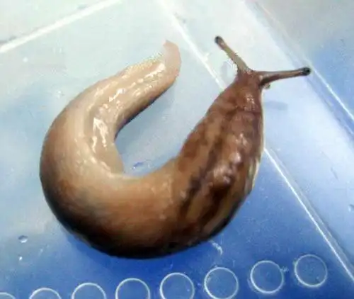 无壳小蜗牛组图