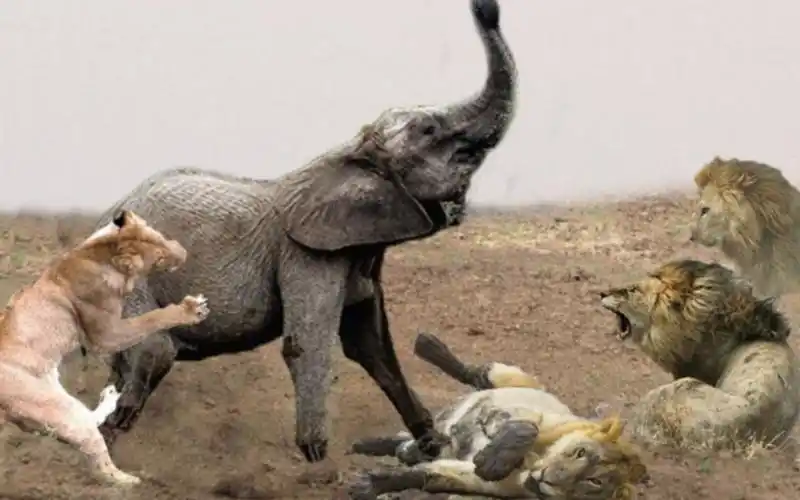 狮子围攻大象,愤怒的大象母亲攻击狮子,镜头拍下母爱一幕!