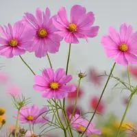 波斯菊花朵头像图片