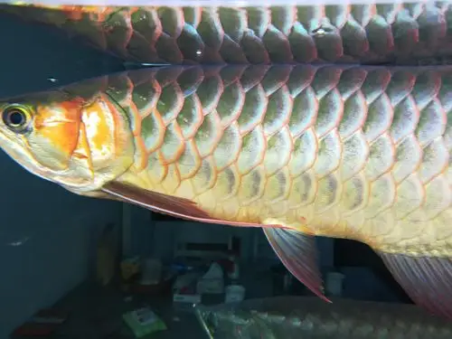 两条红龙发色部位不同 - 龙鱼玩家 - 龙鱼之巅