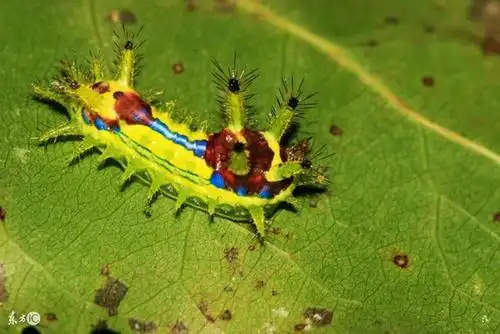 农村常见的害虫"洋辣子"是什么?为什么卖这么贵