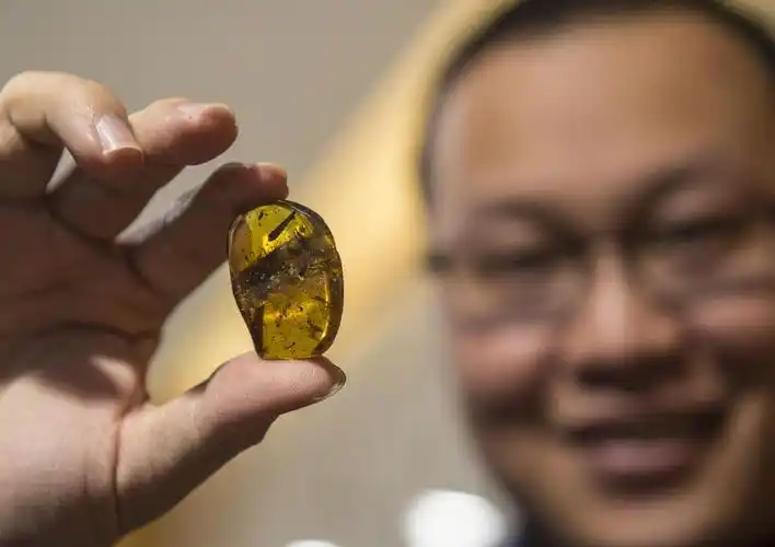 人类首次见到恐龙真实形态 琥珀标本保存9900万年前恐龙遗骸