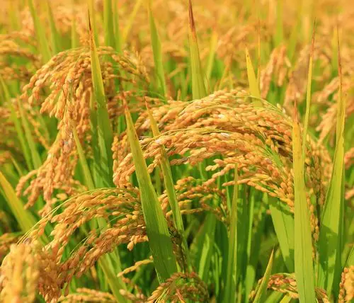 延边大米成熟了.蓝七星关注