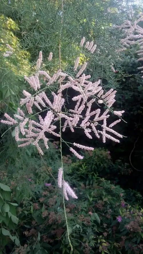 柽柳  第三次开花