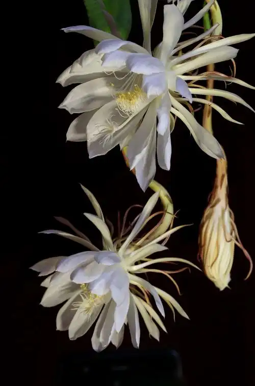 昙花展蕊绽娇颜(2018年夏秋拍摄)