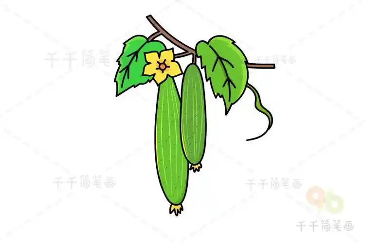 幼儿简笔画丝瓜藤