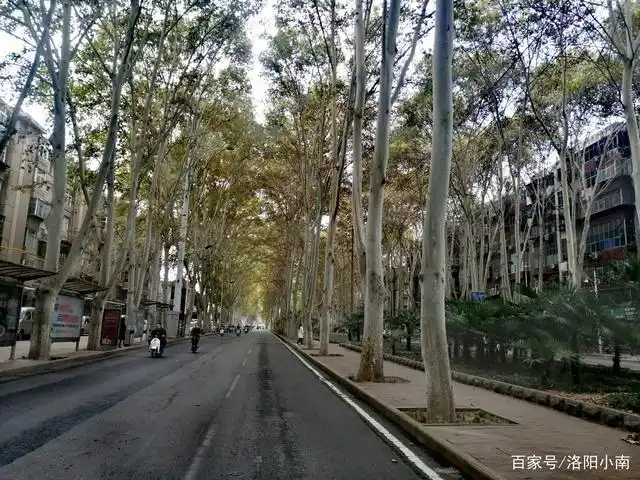 秋天的西苑路,洛阳城最美的一条路,别有一番风情!