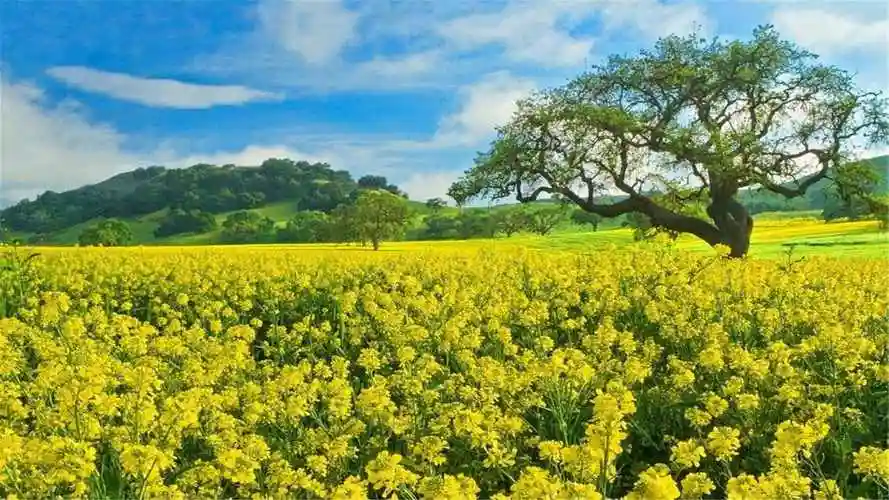 82张护眼电脑桌面壁纸,超多超全,唯美漂亮