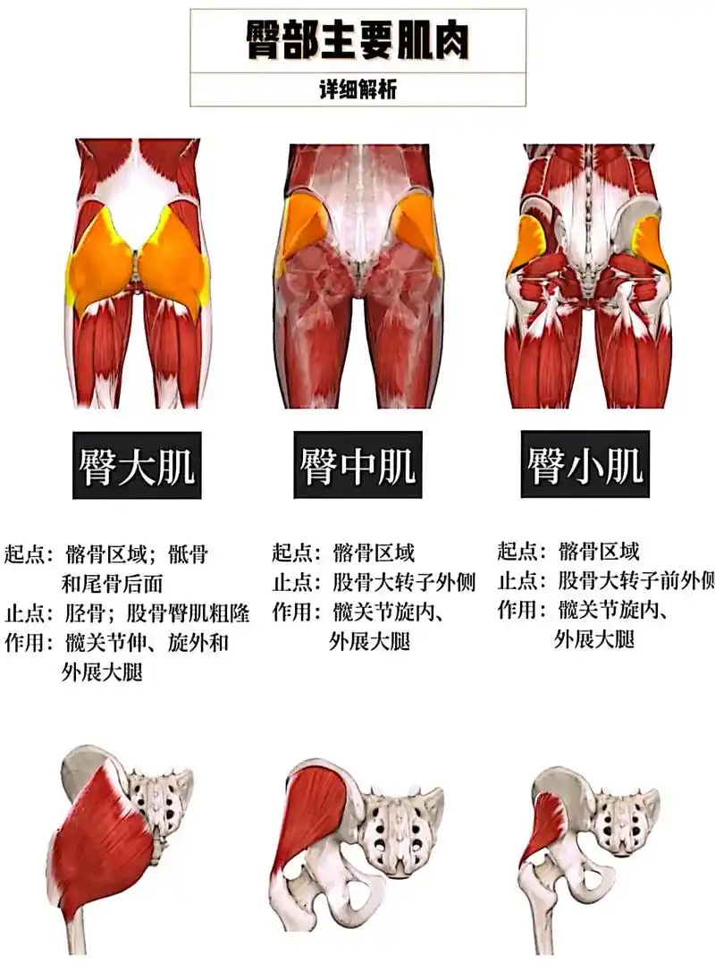 训练合集之臀部.【肌肉分布及功能】 臀大肌:臀部最大肌肉,起 - 抖音