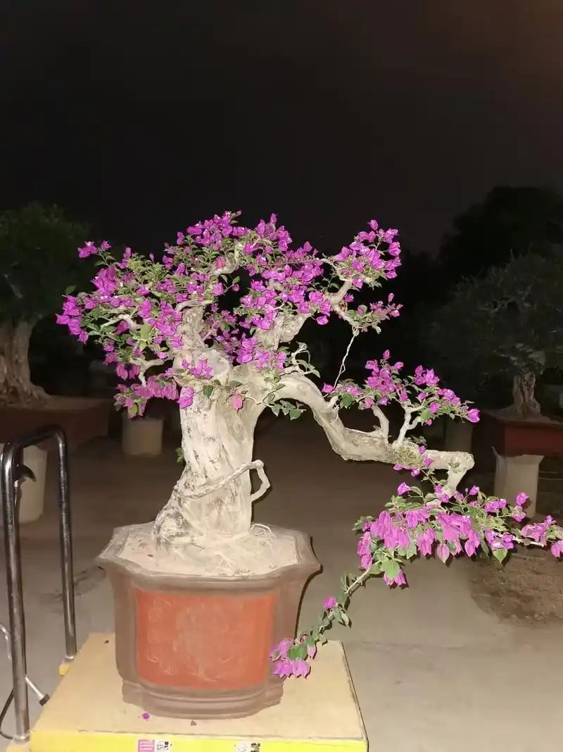 艺术无价,好看的盆景让大家欣赏一下