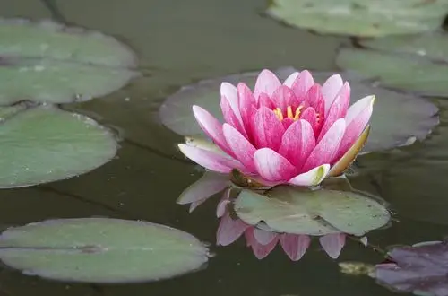 【首发】最美睡莲花正艳