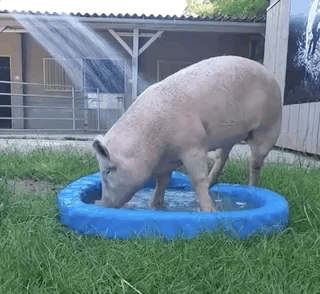 成为遗弃小动物的教父教母,大家一起云吸猪!