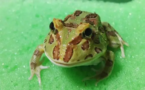 荭酒家又添新成员~【角蛙】开箱特别粗暴嗯.