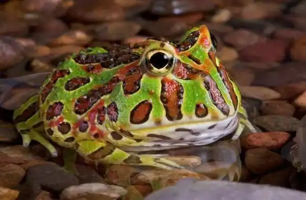 角蛙吃什么角蛙怎么分辨公母