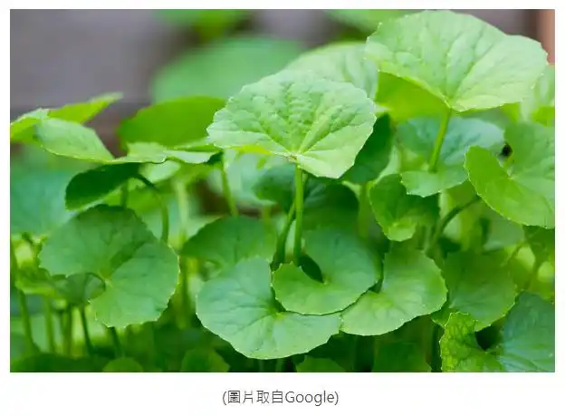 老虎草的强大抵御力,你还不认识吗?