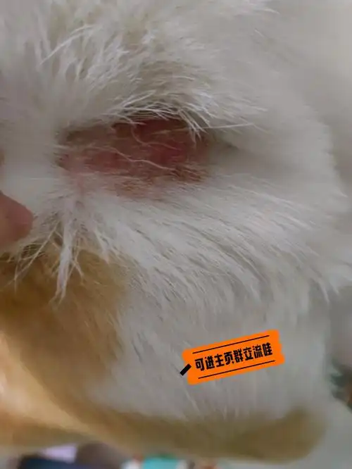 前两天发现我家狗狗头上有一块结痂的地方,没太在意,过了几天又在脖子