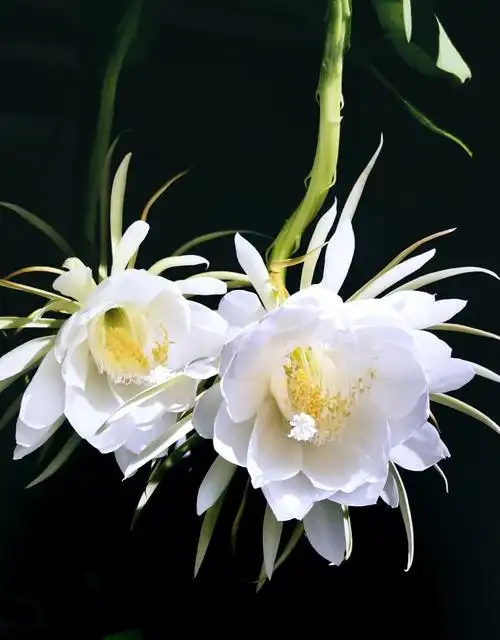 昙花的花语:刹那与永恒舅舅家的阳台上种植了几株昙花,周末去他家时