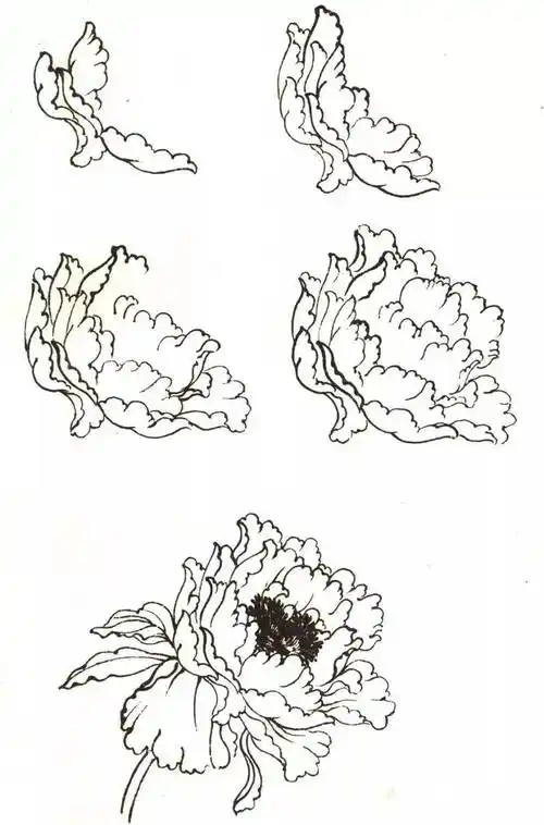 图文教程一笔一笔学画牡丹花头