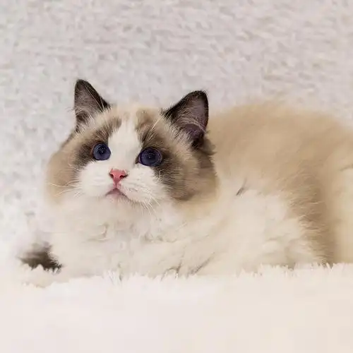 纯种海双赛级布偶猫幼猫活体宠物长毛小猫猫咪活物猫咪