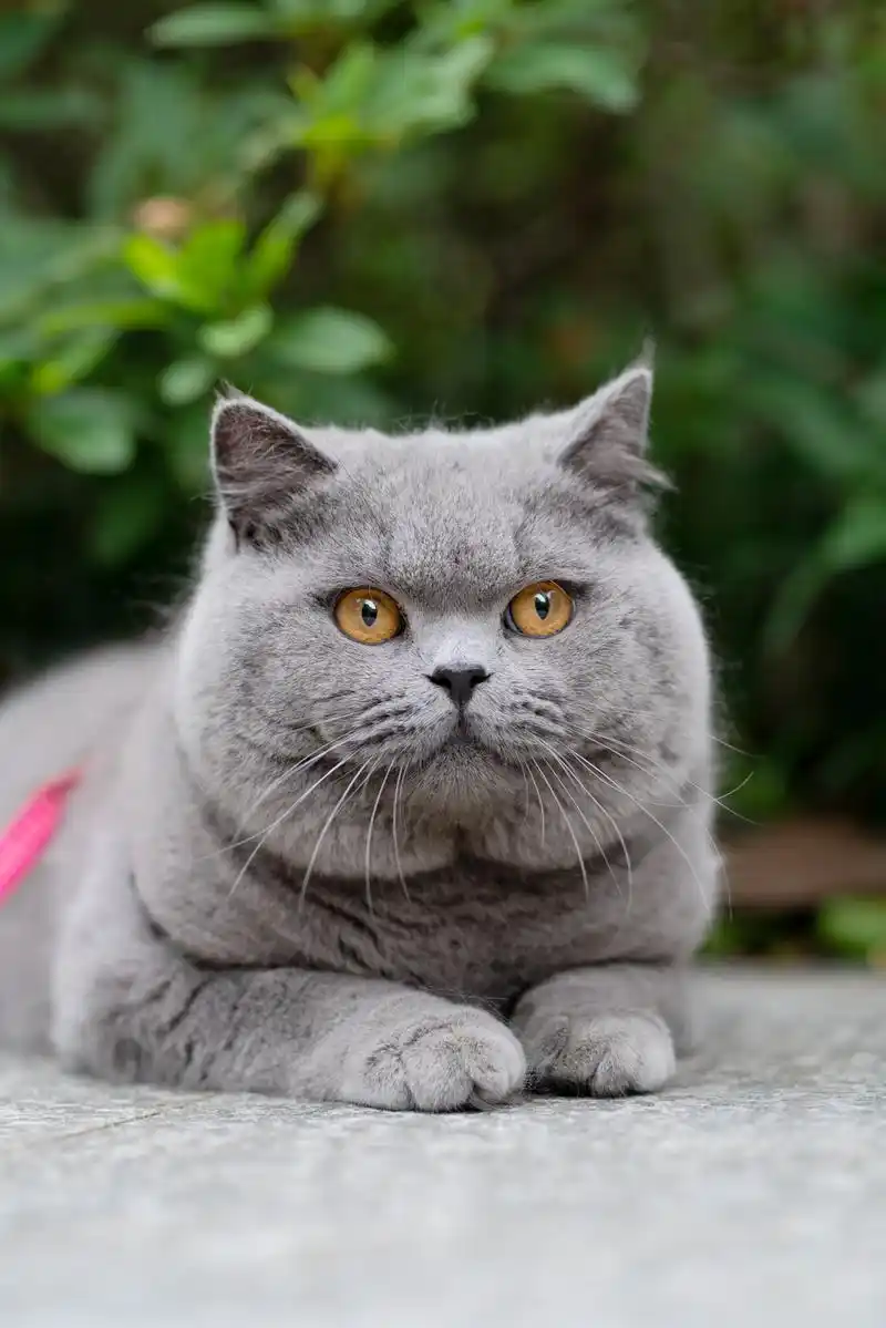 英短 蓝猫 纯蓝色 英国短毛猫 沐米猫舍 适合当种猫|摄影|动物|沐米猫