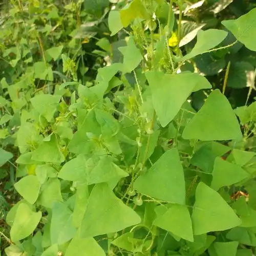 现采新鲜野采中草药材杠板归赤地利刺犁头老虎利山荞麦犁尖草500g
