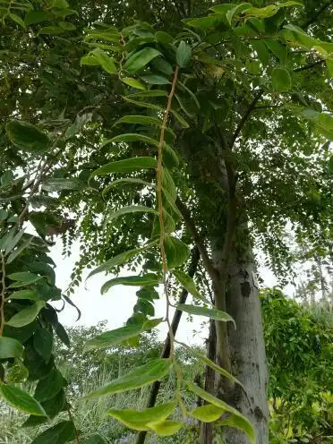 这是什么树谢谢