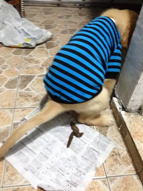 放一张金毛拉屎的照片拉屎都这么帅