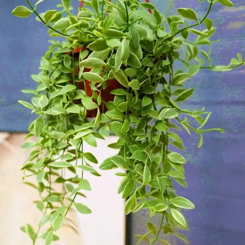 花伴金边翡翠恋人吊兰盆栽垂钓壁挂植物办公绿植