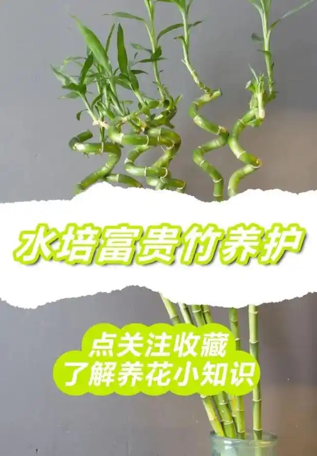 水养的富贵竹怎么养护,看完这个#图文 介绍你也是养富贵竹的高 - 抖音