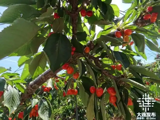 接下来是砂蜜豆,然后是红绣球,美国红,再就是俄八,宾库,最后一个品种