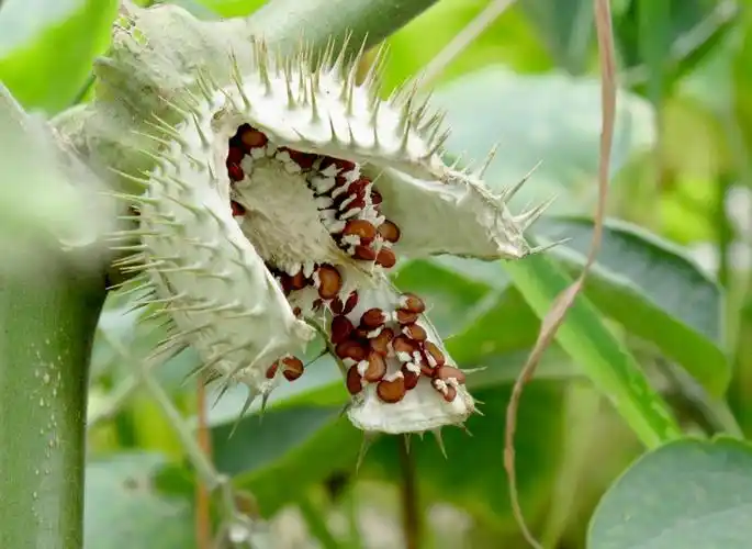 炸果 摄影 溪旁老树