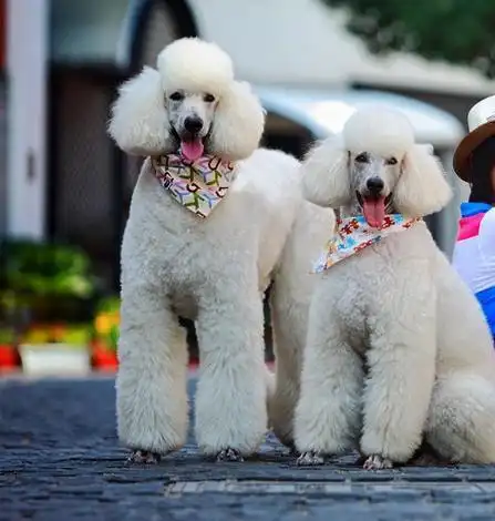 也hold得住优雅自信的贵宾装.