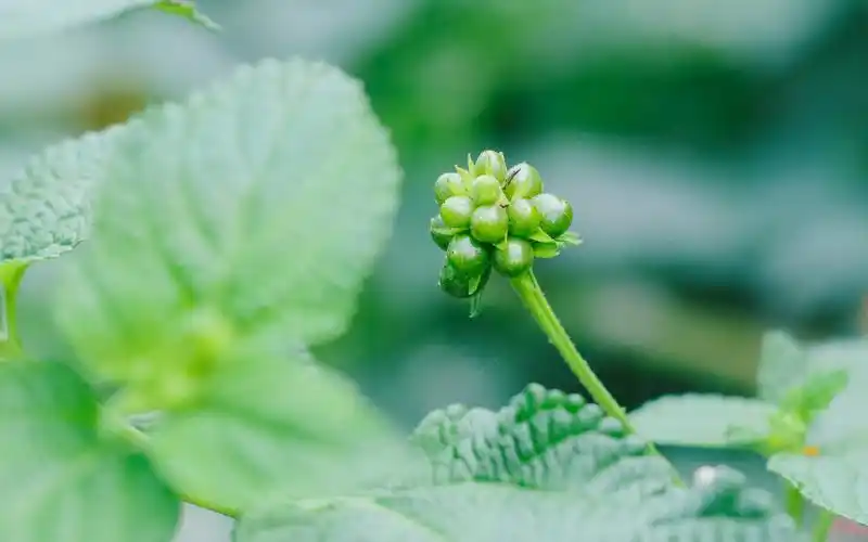 绿色清新护眼植物图片电脑壁纸高清大图预览1920x1200_植物壁纸下载