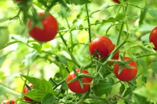 2,选种催芽圣女果的种子在温暖的环境中能更好的生长与萌发,所以可