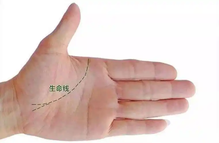 到拇指与食指交叉处的一条线——手掌主纹,在手相中,它被称之为生命线