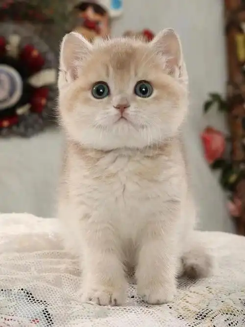 双胞胎cy紫金渐层英短紫金影姐妹