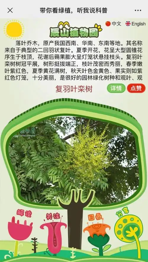 上海苏州河岸有复羽叶栾树?沿岸已有130棵树"扫码可读"