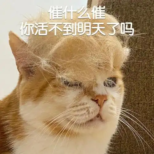 猫猫meme催什么催你活不到明天了吗