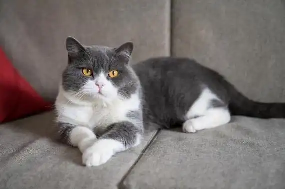 英国短毛猫的优缺点